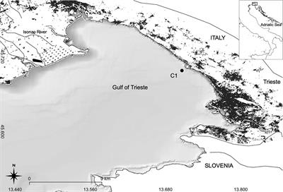 Benthic and Pelagic Contributions to Primary Production: Experimental Insights From the Gulf of Trieste (Northern Adriatic Sea)